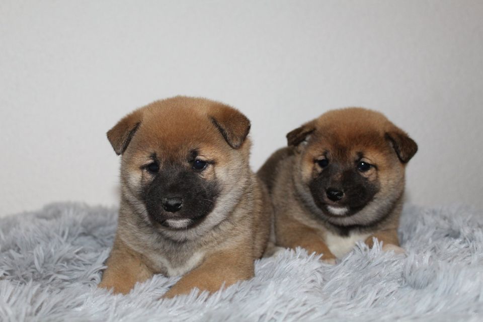 Shiba Inu Welpen in Landsberg (Saalekreis)