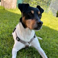 ♥️ Bruno sucht sein Traumzuhause ♥️ Kr. Landshut - Furth Vorschau