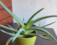 Ableger Aloe Vera Kr. München - Oberschleißheim Vorschau