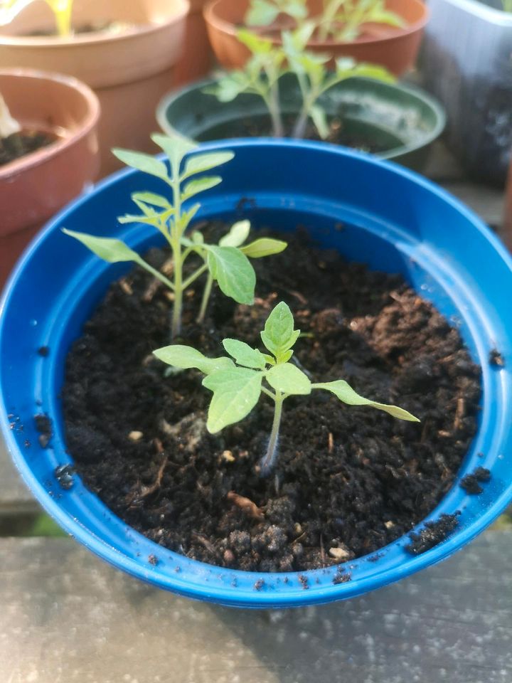 Biete Tomaten- & Paprikapflanzen in Heide