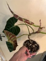 Philodendron verrucosum Amazon Sunset Dortmund - Aplerbeck Vorschau