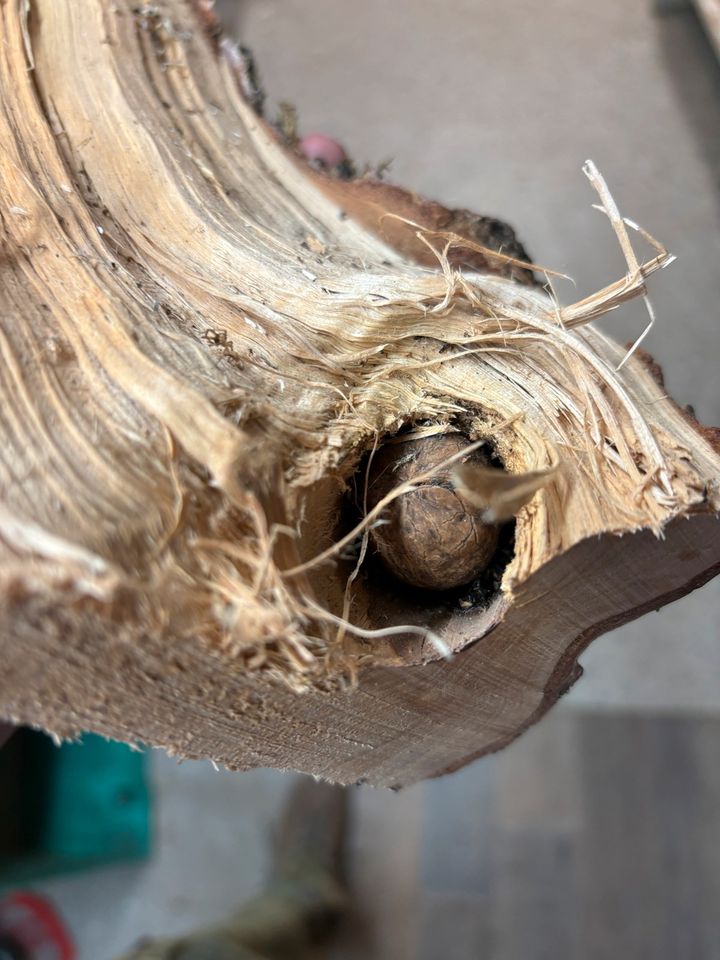 Kurios Walnuss in Holzscheit aus Birke eingewachsen Eichhörnchen in Bischofsmais