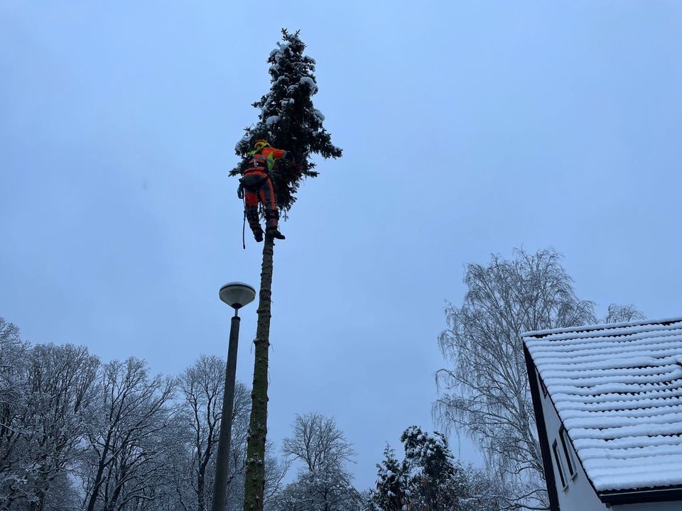 Bäume Fällen, Klettern, Hebebühne und Spitzen Kappen in Leipzig