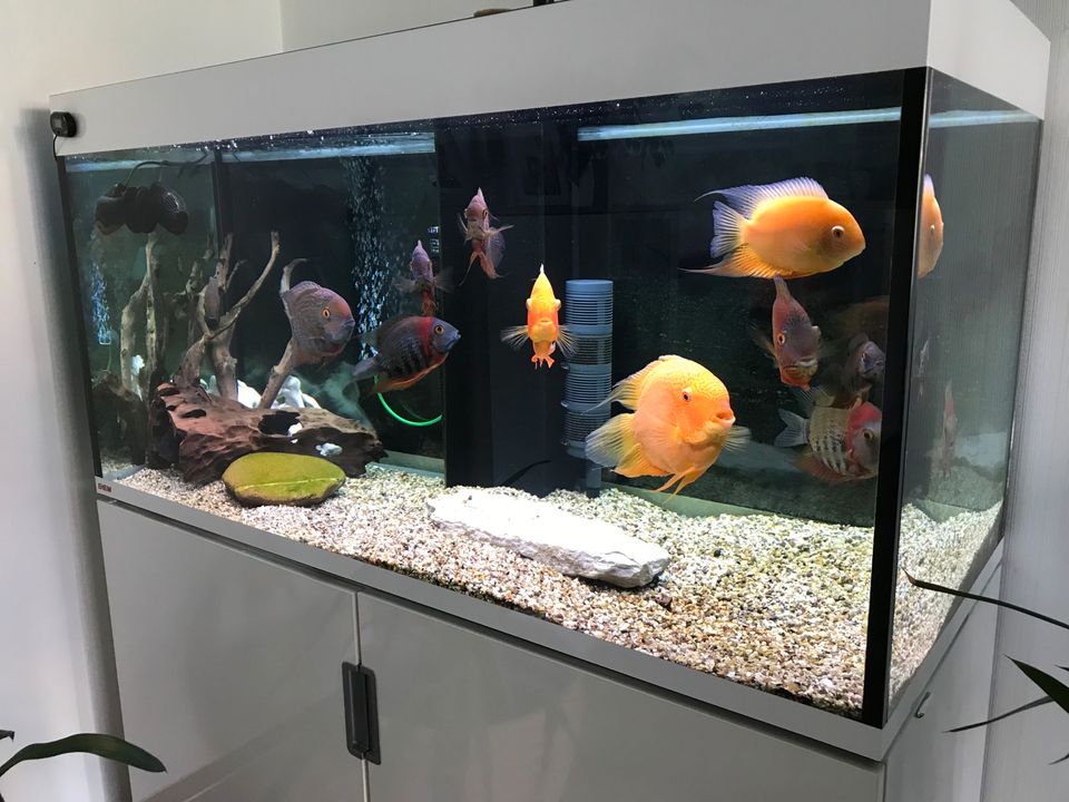 Aquarium Eheim 450 liter LED Filter JBL Nitrat Filter in Arnstadt