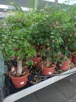 Drillingsblume Bougainvillea sanderiana 80-100cm XXL Stamm Nordrhein-Westfalen - Nordkirchen Vorschau