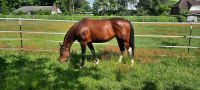 Freizeitpferd, Paint Horse Stute Herzogtum Lauenburg - Hamfelde, Kr Stormarn Vorschau