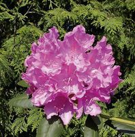 Großblumige Rhododendron Englisch Roseum 30-40cm - Alpenrose Niedersachsen - Bad Zwischenahn Vorschau