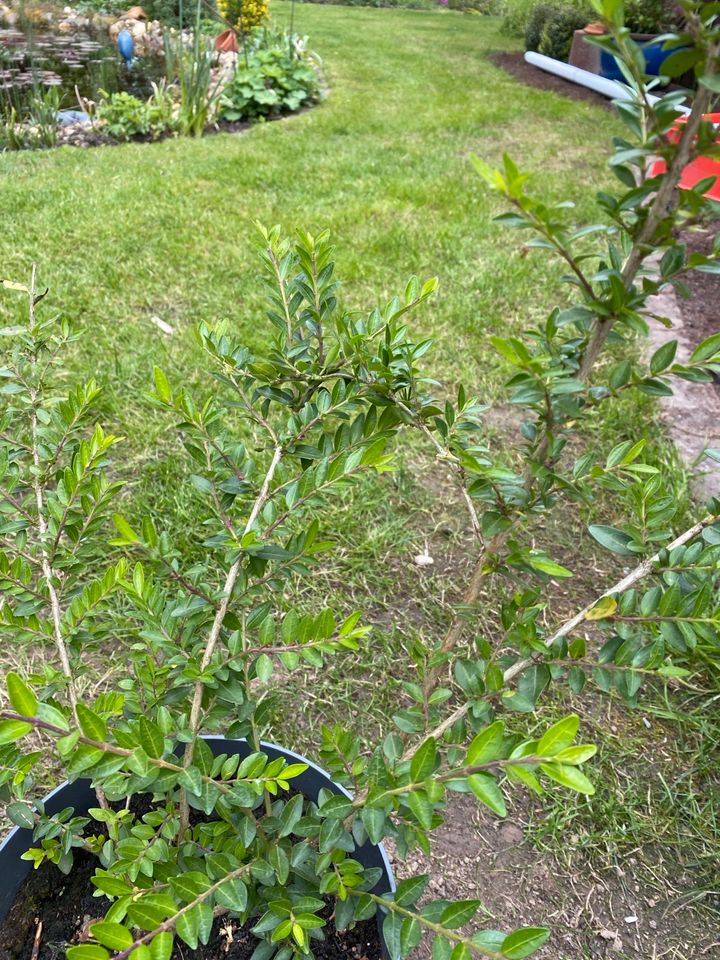 Liguster, Gartenstrauch, Bienenfreundlich, Heckenpflanze in Kerpen