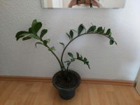 Glücksfeder - Zamioculcas zamiifolia - Zimmerpflanze Hessen - Darmstadt Vorschau