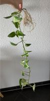 1 Meter Pothos ‚Snow Queen‘ | Epipremum Aureum ‚Snow Queen‘ Nordrhein-Westfalen - Kerpen Vorschau