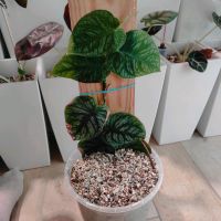 Monstera Dubia (mehrere) Köln - Höhenberg Vorschau