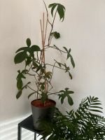 Philodendron Florida ghost Pflanze Bayern - Donauwörth Vorschau