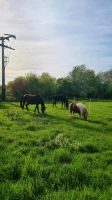 Pflegebeteiligung evtl Reitbeteiligung Nordrhein-Westfalen - Ahlen Vorschau