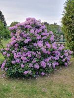 Rhododendron | Lila Schleswig-Holstein - Norderstedt Vorschau