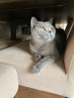 Sehr liebe Katze BKH sucht neues Zuhause 3 Jahre alt kastriert Nordrhein-Westfalen - Waldbröl Vorschau