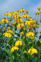 Staude gelb Fallschirm Sonnenhut Sonnenblume bis 2m winterhart Sachsen-Anhalt - Dessau-Roßlau Vorschau