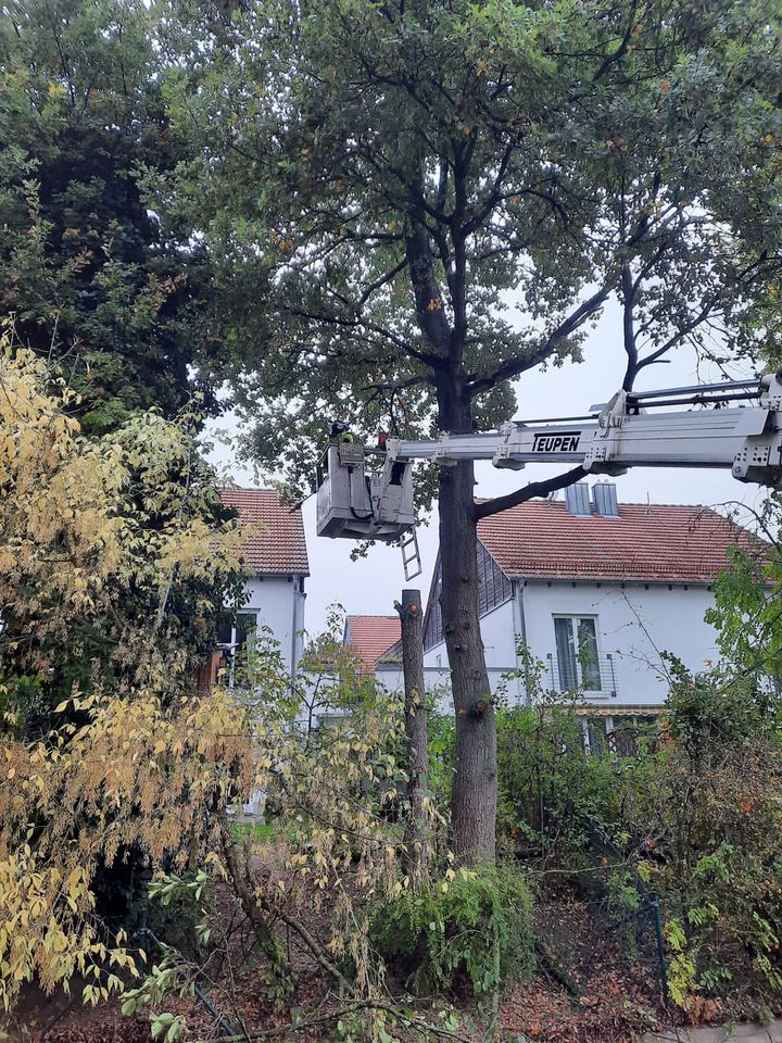 Rodung - Baumpflege - Baumfällung in Mengkofen