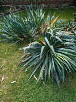 Palmlilien Garten Palmen Pflanzen Ableger zu verschenken Nordrhein-Westfalen - Ibbenbüren Vorschau