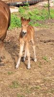 Welsh A x Shetty Pony Hengst Mecklenburg-Vorpommern - Zirchow Vorschau