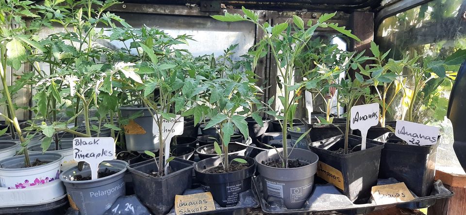 Tomatenpflanzen versch. Sorten in Halle