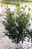 Prunus Laur. 'Genolia' Kirschlorbeer im Topf Heckenpflanze Nordrhein-Westfalen - Simmerath Vorschau