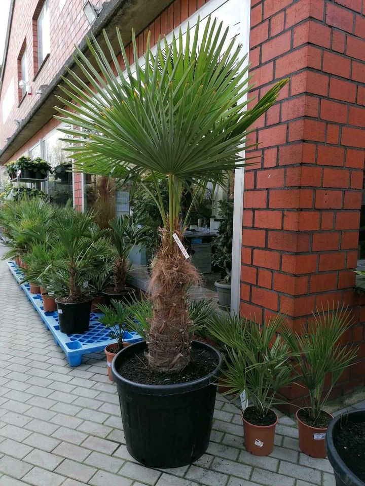 Trachycarpus Fortunei chinesische Hanfpalme Winterharte Palmen in Oberhausen