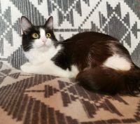 Tierschutz- Liebevolle Katze Shusha sucht ein neues Zuhause! Innenstadt - Köln Altstadt Vorschau
