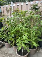 Tomatenpflanzen Brandenburg - Zossen Vorschau