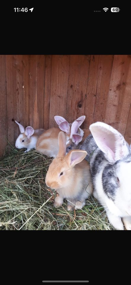 Hasen Kaninchen in Dargun
