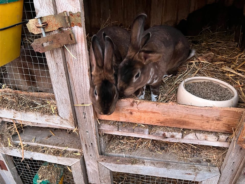 Rex Kaninchen in Gräfenhainichen