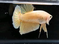 Betta Splendens (Kampffisch) Nordrhein-Westfalen - Kreuztal Vorschau