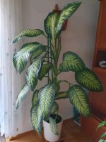 Dieffenbachia amoena Zimmerpflanze ca. 2M Baden-Württemberg - Weil der Stadt Vorschau