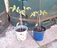 Tomatenpflanzen im Topf Eimsbüttel - Hamburg Stellingen Vorschau