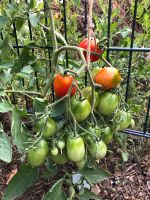 Tomaten Pflanzen Eiertomaten Bio Hessen - Heusenstamm Vorschau