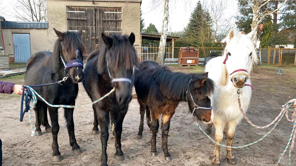 Kleine Welsh Ponyherde in Zehdenick