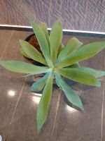 Agave attenuata ( Schwanenhals Agave ) Bielefeld - Brake Vorschau