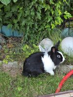 Kaninchen in liebevolle Hände abzugeben Essen - Essen-Katernberg Vorschau