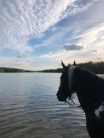 Offenstall Weidplatz Lütjensee für bis zu 3 Pferde frei Schleswig-Holstein - Großensee Vorschau