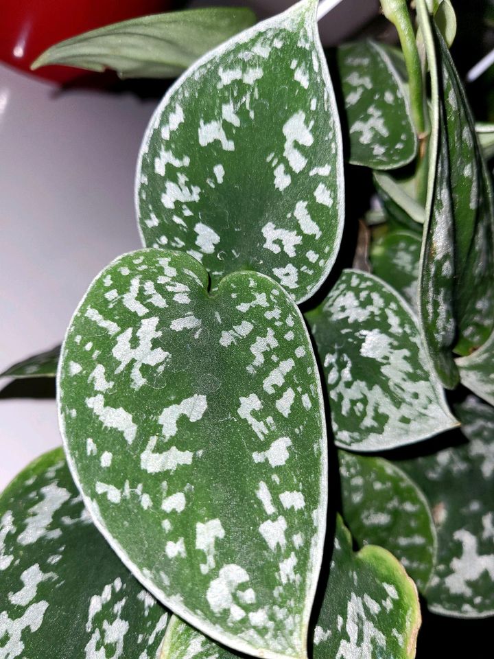 Efeutute weiß-grün Palme String of Hearts Pflanze Zimmerpflanzen in München