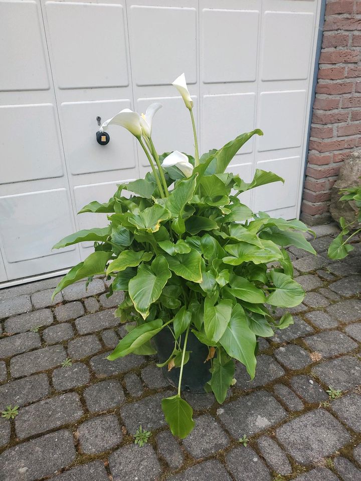 Calla Kübelpflanze Geschenk in Hemmingen