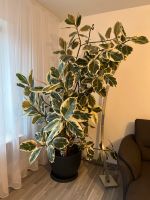 Ficus Gummibaum wunderschöne Bayern - Großostheim Vorschau