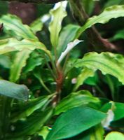 Aquarienpflanze Bucephalandra "Weavy Leaf" Niedersachsen - Wunstorf Vorschau