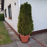 Thuja im Topf Hessen - Schlitz Vorschau