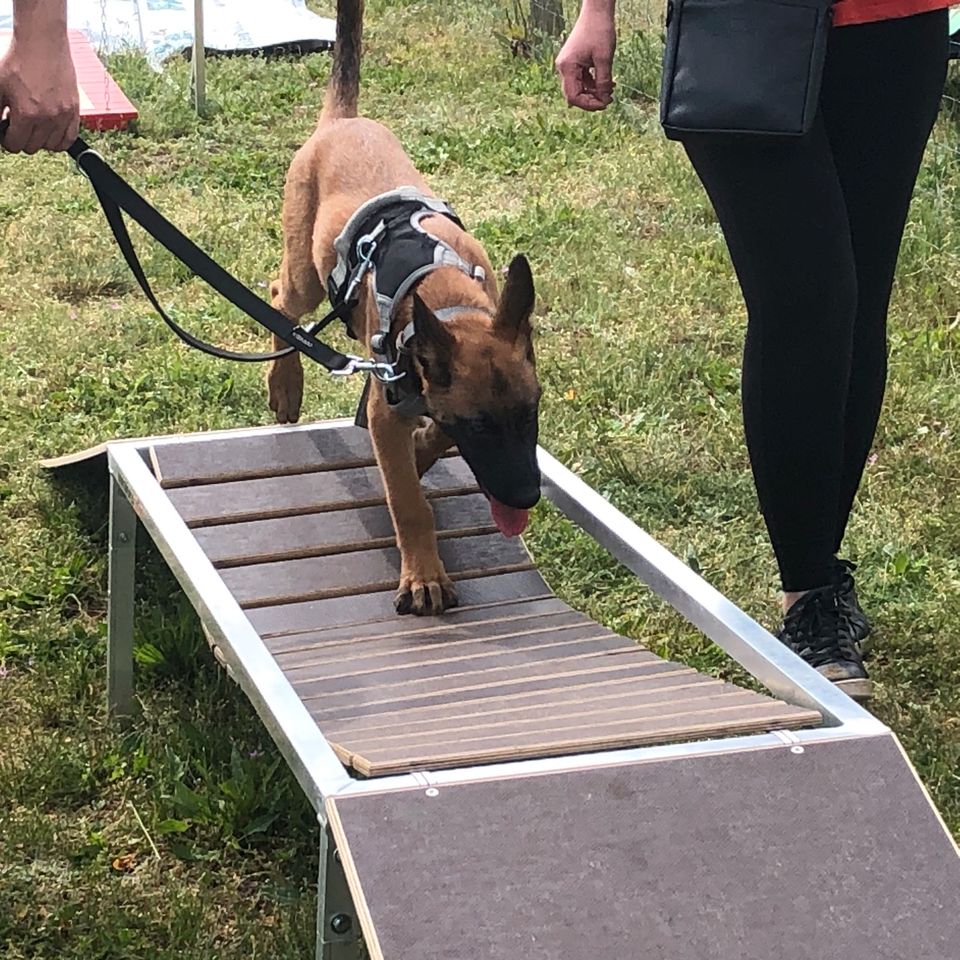 Hundeschule in Bersteland