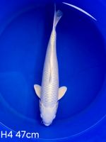 Koi Platina 47cm H4-85 Nordrhein-Westfalen - Wadersloh Vorschau