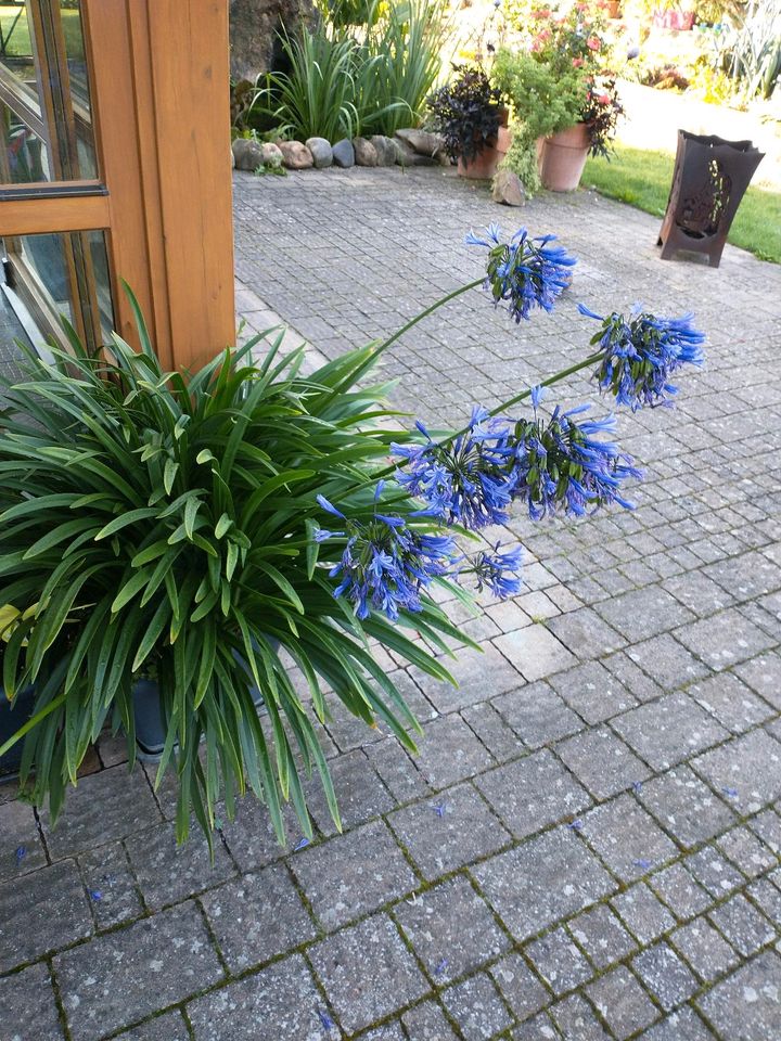 Schmucklilie lila blau in Auerbach in der Oberpfalz