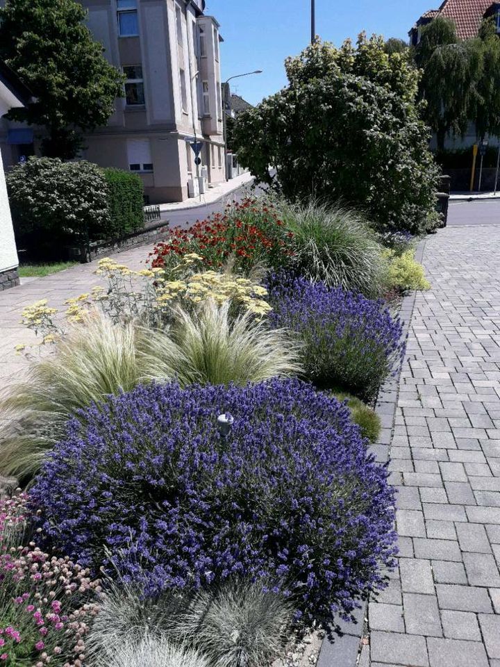 Gartenarbeit Gartenbau Terrassen Einfahrt Beete Pflanzen Bäume in Haan