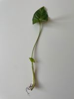 Syngonium Ableger - tropische Zimmerpflanze Frankfurt am Main - Nordend Vorschau