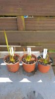 Sarracenia alata, Schlauchpflanze, fleischfressende Pflanze Niedersachsen - Wallenhorst Vorschau