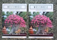 Bonsai Samen Wüstenrose Nordrhein-Westfalen - Geilenkirchen Vorschau